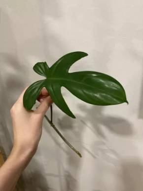 Philodendron Florida Green stonkový řízek