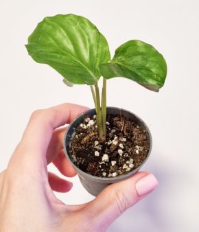 Calathea orbifolia baby | teplý balíček 🔥