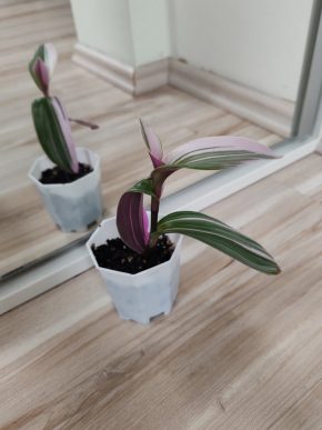 🪴 Tradescantia Nanouk