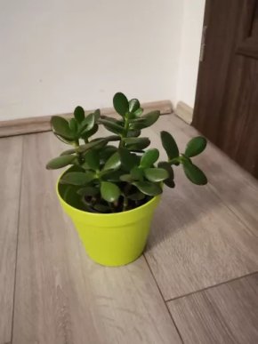 Crassula