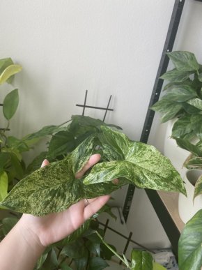 Syngonium Mojito