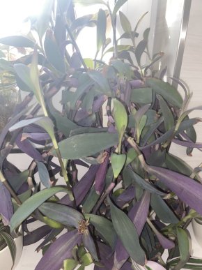Tradescantia pallida