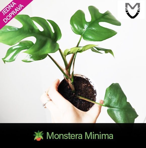 minima.jpg