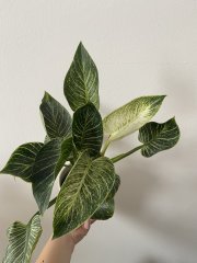 IMG_5197.jpeg
