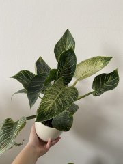 IMG_5196.jpeg