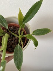 IMG_5206.jpeg