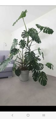 Monstera