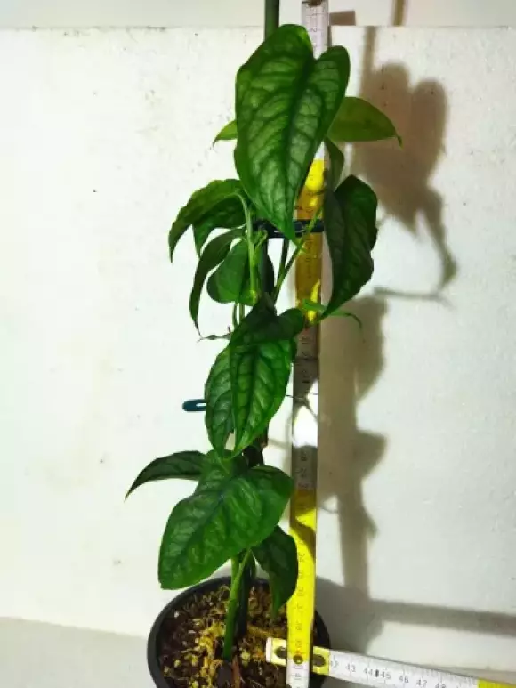 M.siltepecana.webp