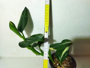 Monstera Standleyana variegata (Cobra) Half moon - šplhavá kráska
