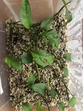 Monstera Adansonii řízek