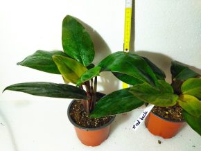 Philodendron red back