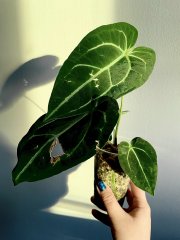 IMG_7119.jpeg