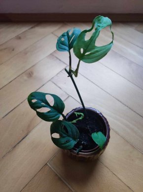 Monstera monkey mask