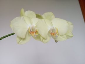 Orchidej světle žlutý květ