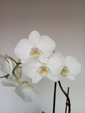 Orchidej bílý velký květ