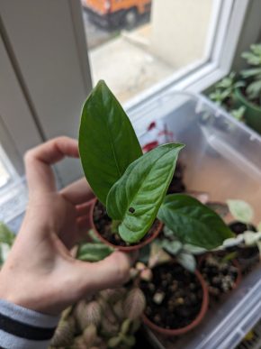 Monstera Adansonii narrow form