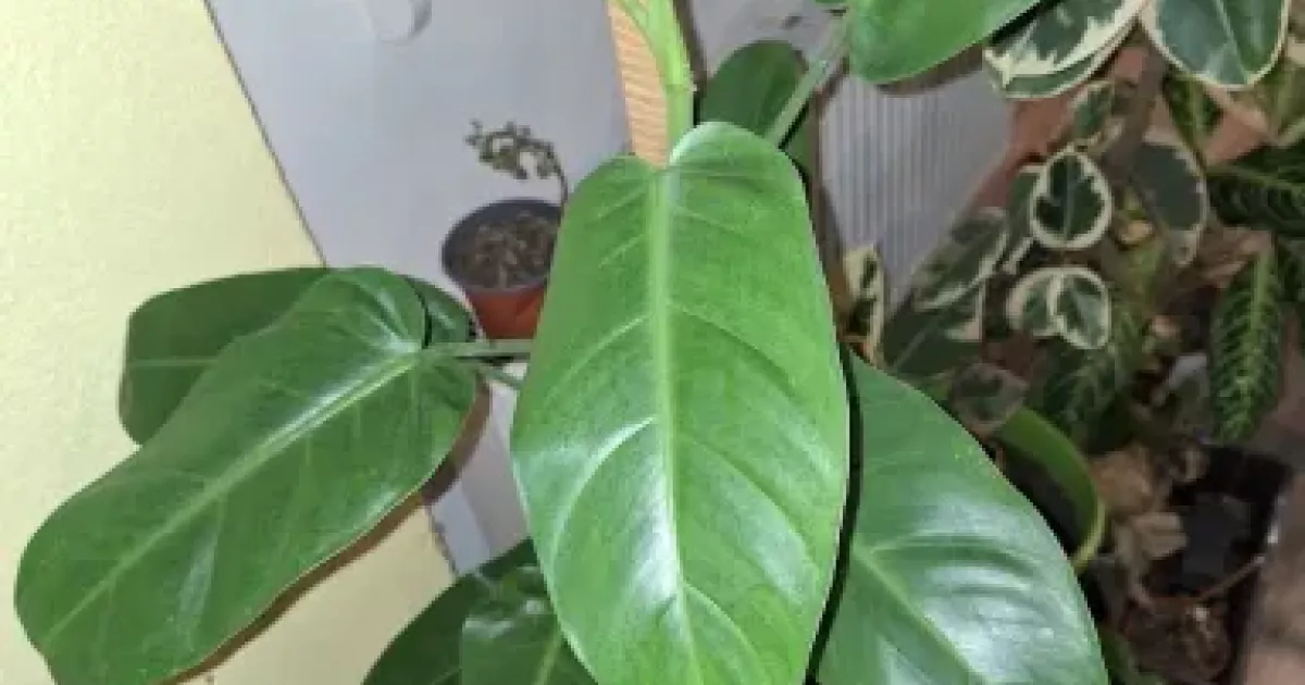 philodendron angustialatum - stonkov zek - erstv | Aukce rostlin