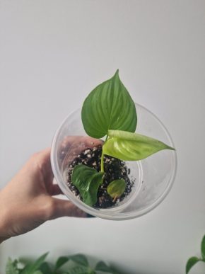 Philodendron Fibraecataphyllum baby plant