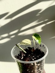 IMG_7200.jpeg