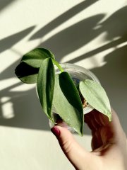 IMG_7202.jpeg