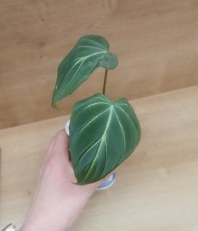 Philodendron Gloriosum
