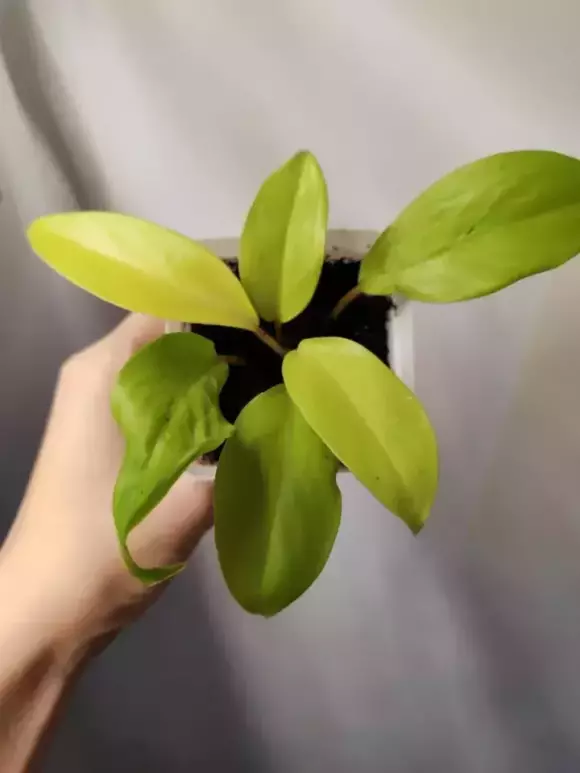 philodendron-malay-gold-182855209.webp
