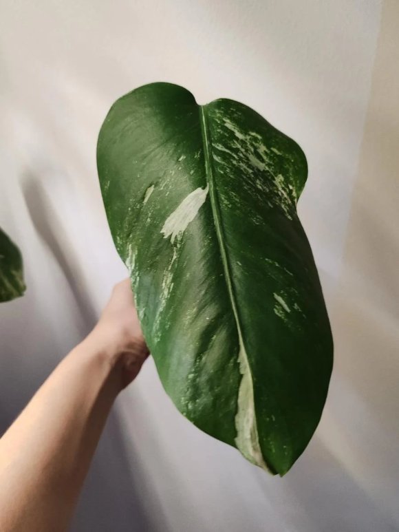raritni-monstera-albo-182855606.jpeg