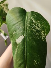 raritni-monstera-albo-182855601.jpeg