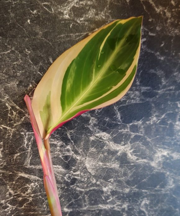 calathea.jpg