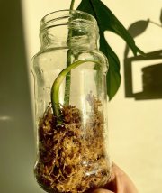 IMG_7293.jpeg