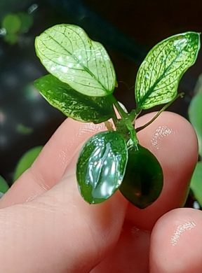 Anubias Nana Variegata "Pinto" č.2