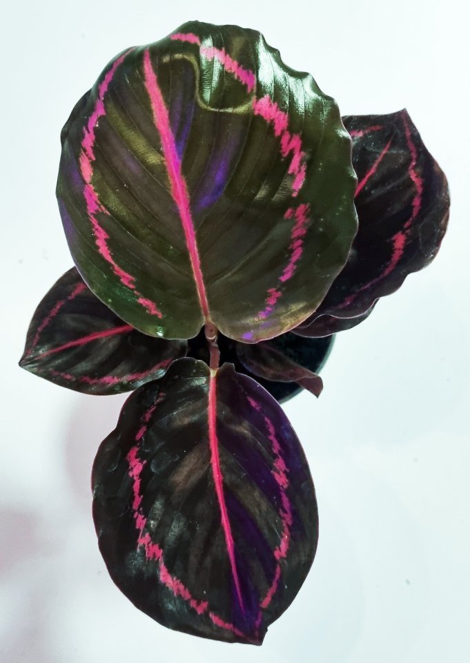 Calathea Roseopicta Little Princess | tepl balek  | Aukce rostlin