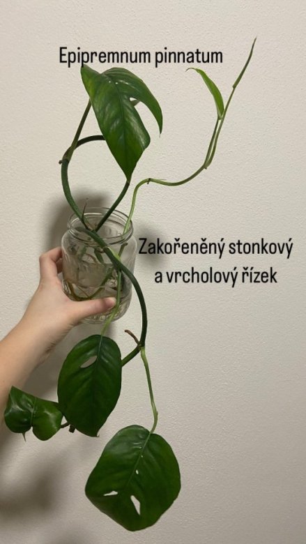 FBD46E8C-DE8C-47CC-AACE-F1FBD356E0B0.jpeg