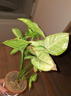 Syngonium confetti