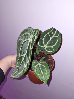 Anthurium crystallinum