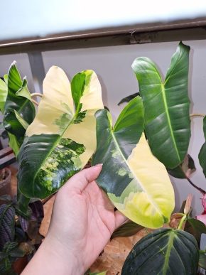 Čerství dvoj řízek - philodendron burle marx variegata
