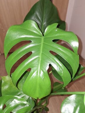 střední Monstera deliciosa - revetované albo.