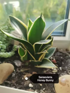 Sansevieria Honey Bunny
