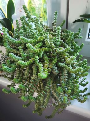 Crassula Marnieriana Hottentot nezakořeněný řízek