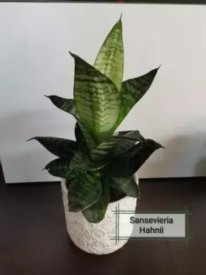 Sansevieria Hahnii Green