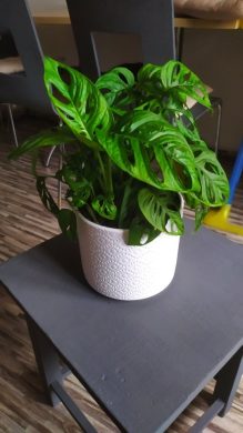 Monstera Adonisi(monkey mask)