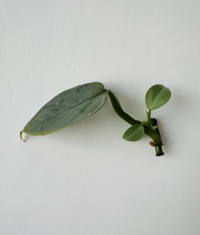 Philodendron Silver Sword - řízek