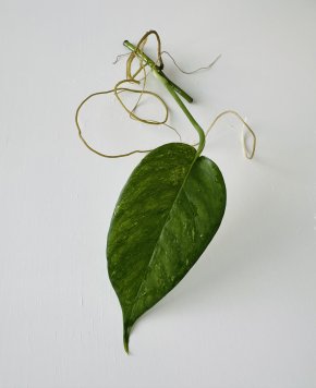 Epipremnum Pinnatum Variegata - řízek