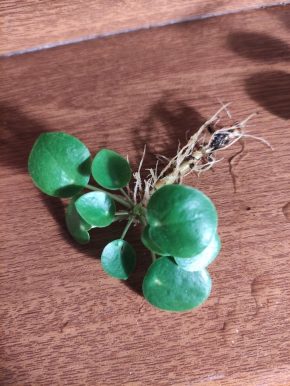 Pilea peperomioides baby