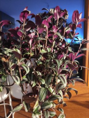 Tradescantia zebrina violet čerstvý řízek