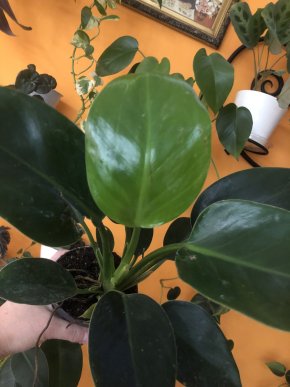 Philodendron Imperial Green - rostlina.