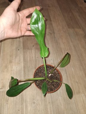 Philodendron Joepii - mladá rostlina