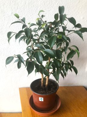 Fikus Benjamin nejoblíbenější  náladová rostlina + E-BOOK ZDARMA, v Dubnu poštovné na adresu 30 Kč.