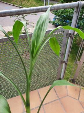 Lucky bamboo