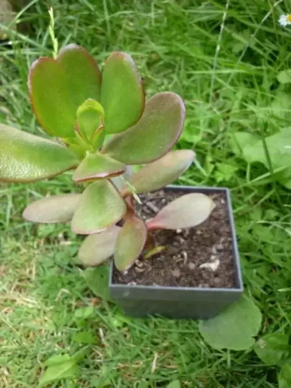 resized_P1580959.webp